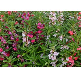 Balsam Mixed Flower Seeds(100 Seeds/pack)